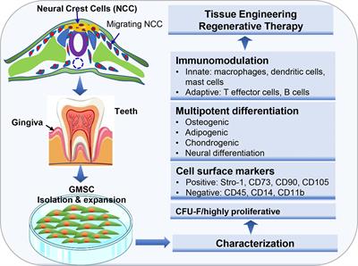 Gingiva-Derived Mesenchymal Stem Cells: Potential Application in Tissue Engineering and Regenerative Medicine - A Comprehensive Review